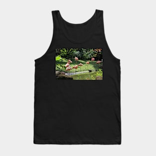 Flamingo's at Deshaie Botanical Garden Tank Top